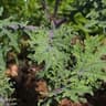 Borecole (Curly Kale)